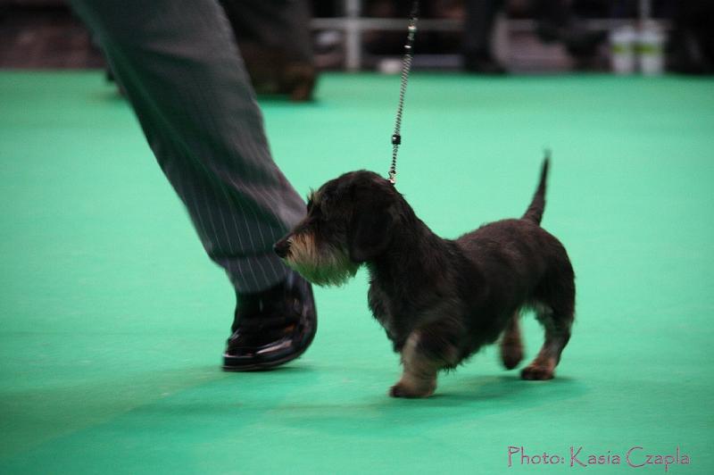 Crufts2011_2 1086.jpg